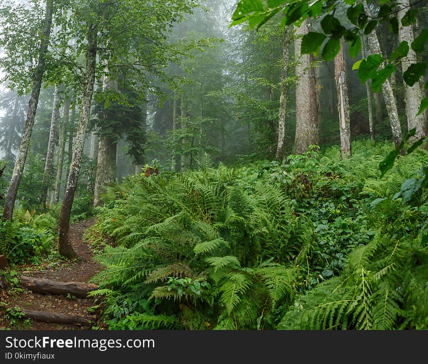 Photo of forest with fern in summer day