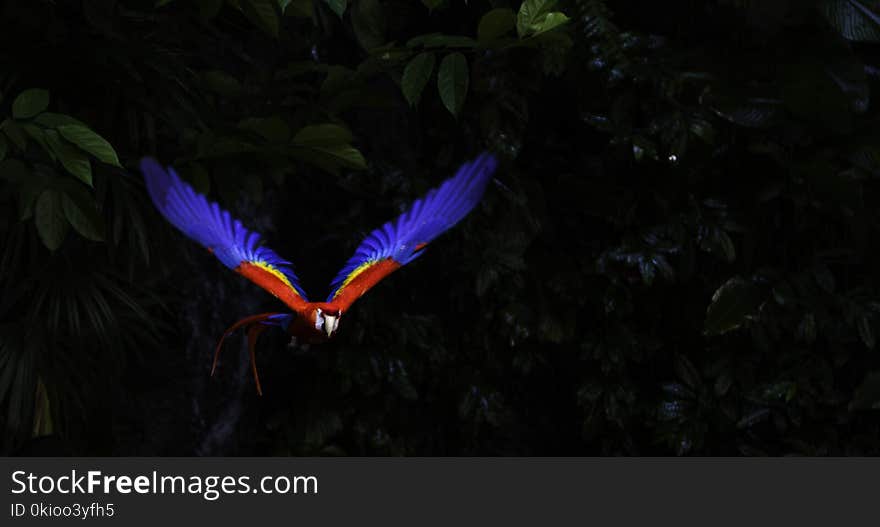 Colorful Macaw in flight