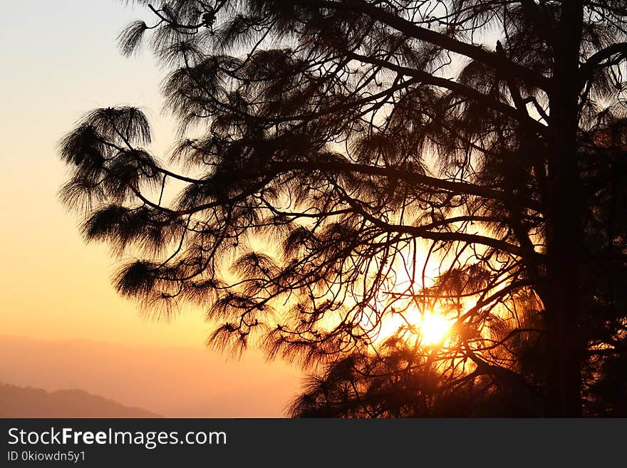 Silhouette Of Tree