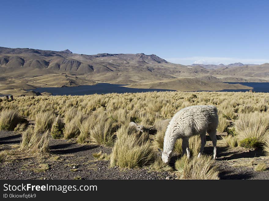 Animal Eating Grass