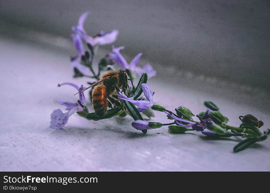 Bee On Purple Flower