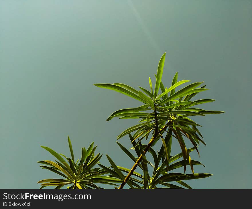 Low Angle Shot of Green Leaf Plant Under Gray Sky