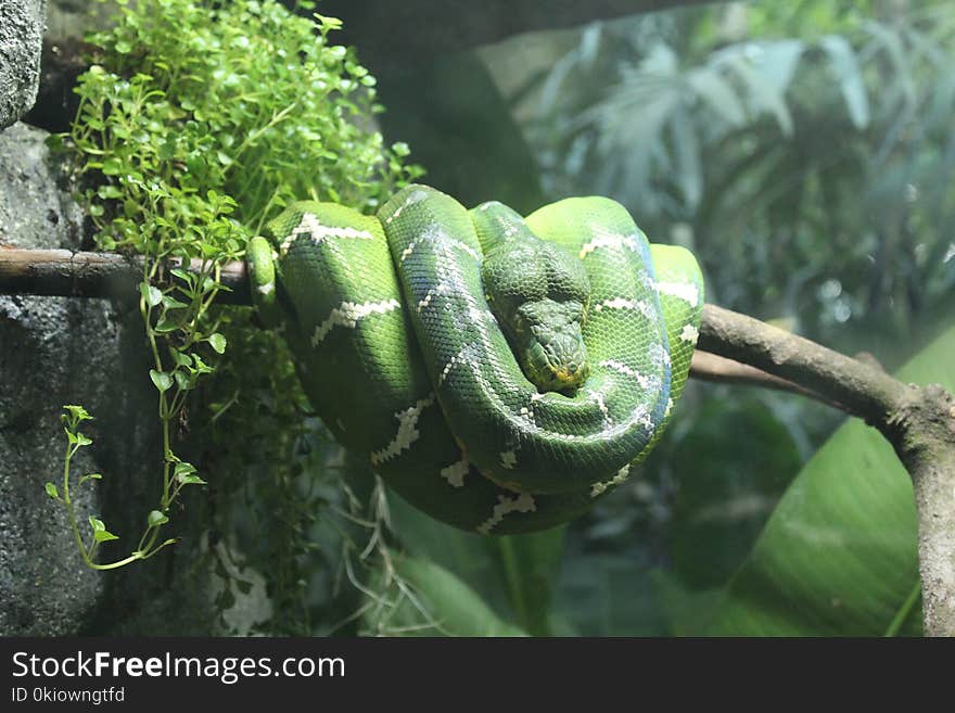 Green and White Snake on Branch