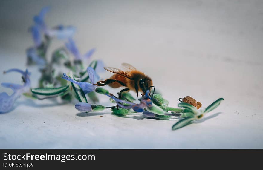 Bee On Blue Petaled Flower