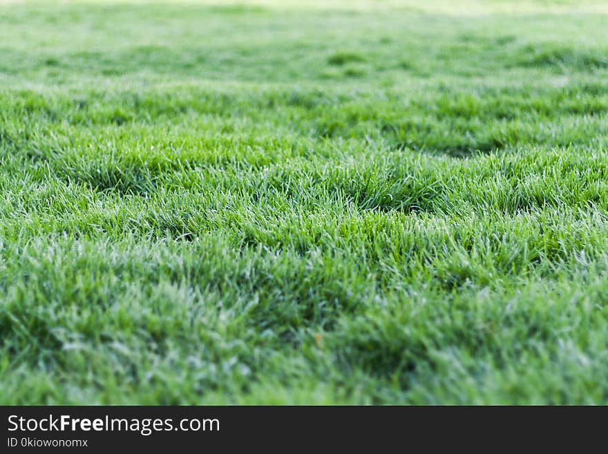 Photo Of Green Grass