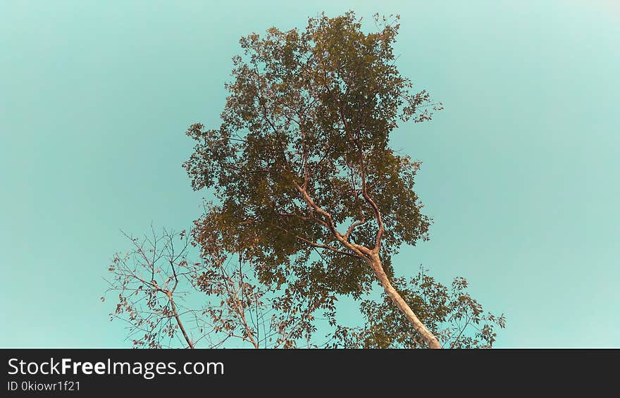 Low Angle Photo of Tree Under Cloudless Sky