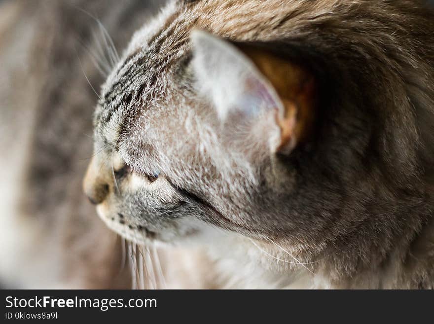 Close-up Photography Of Tabby Cat