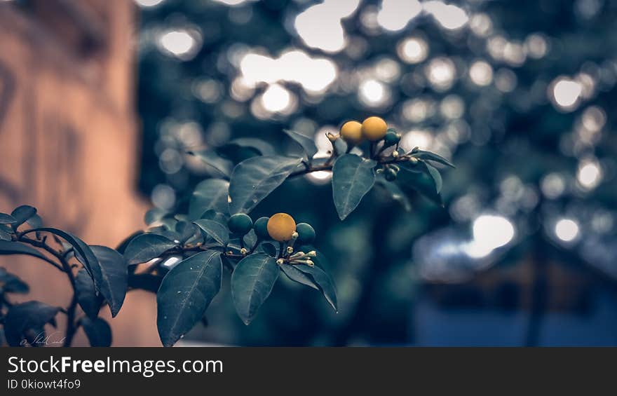 Macro Photo Of Plant