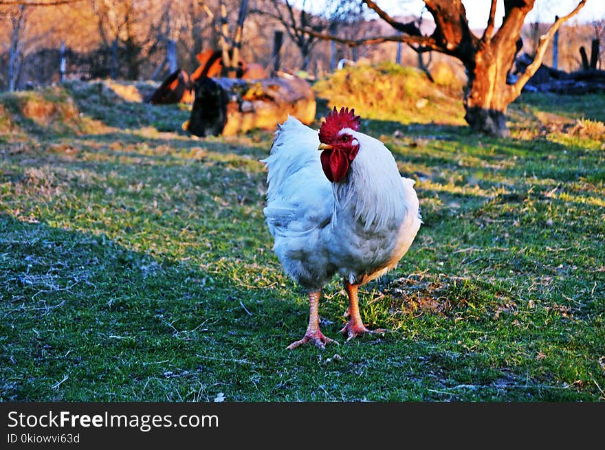 White Rooster on Green Grass Field