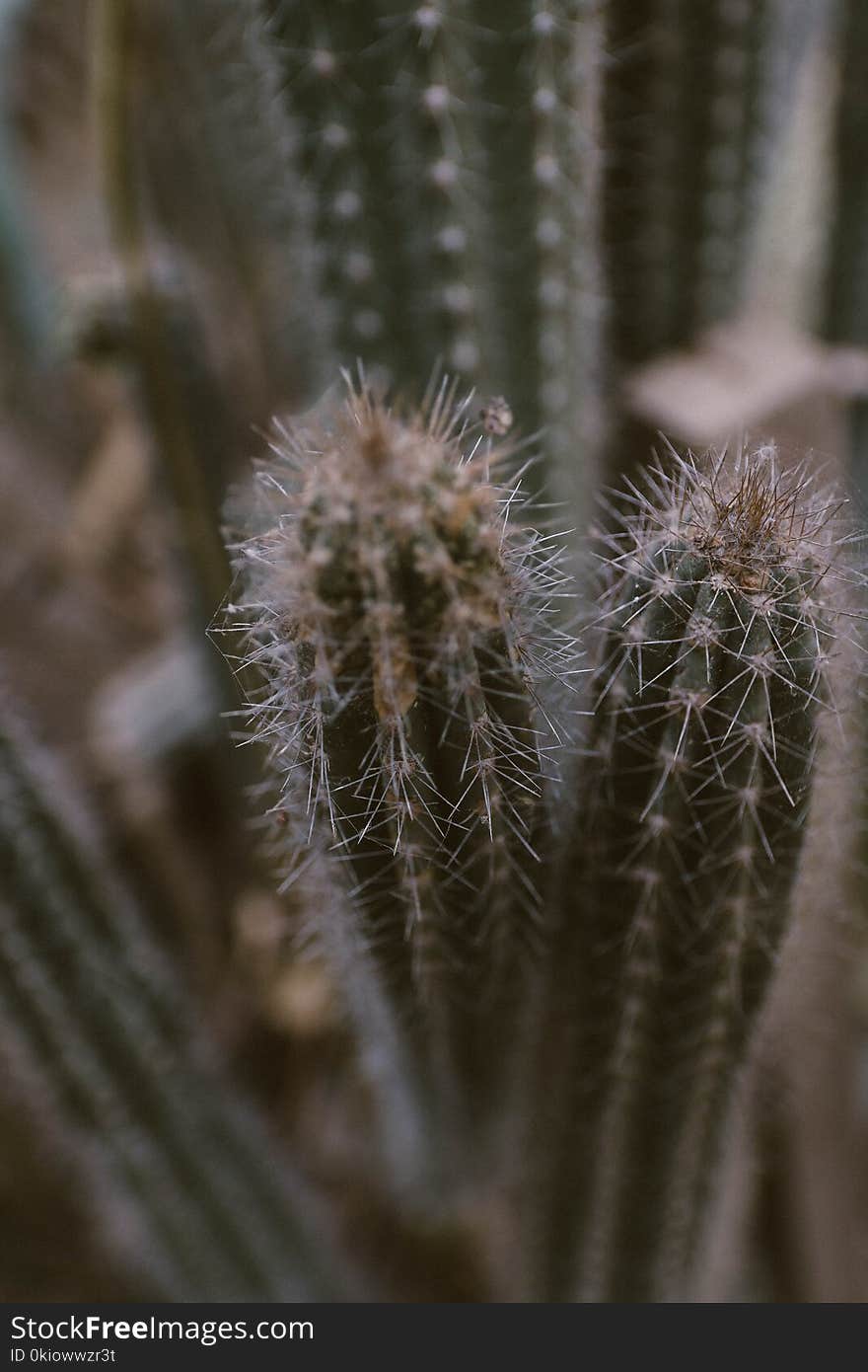 Green Cactus