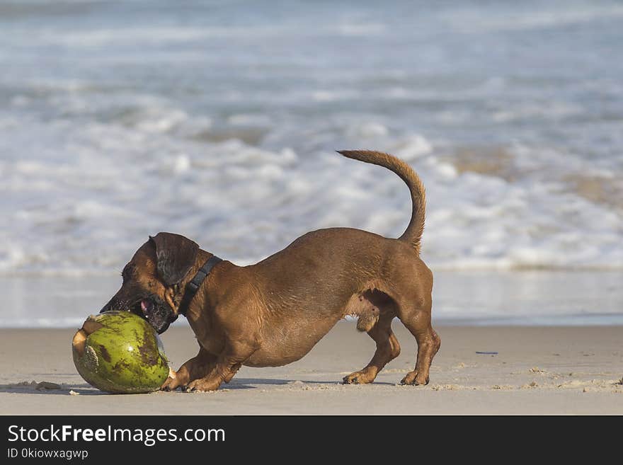 Short-coated Brown Dog Beside Coconut Shell