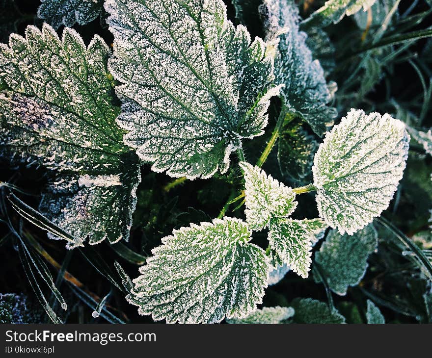 Green Oregano Leaves