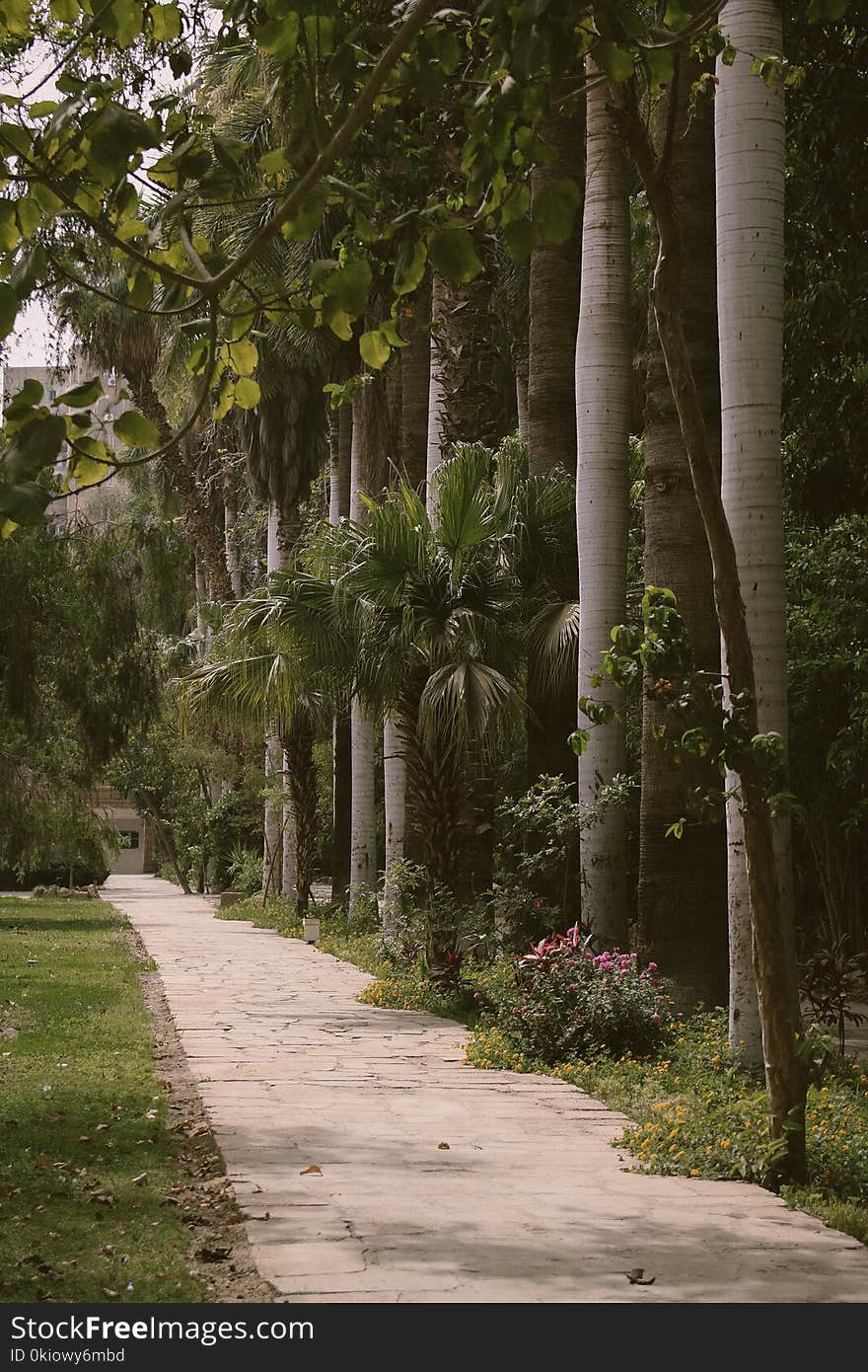 Palm Trees Beside Gray Paved Pathway