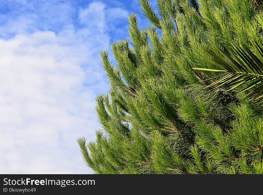 Green Pine Tree With Cloudy Sky Background