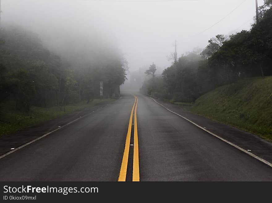 Gray Concrete Pavement Between Green Tall Trees