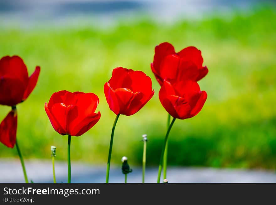 Shallow Focus Photo of Red Flowers