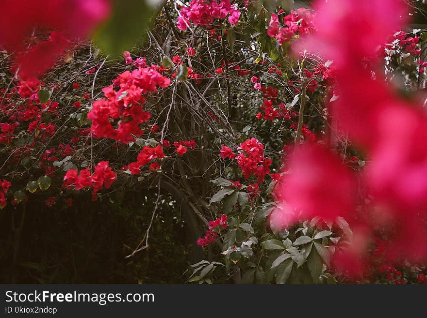 Selective Focus Photo of Red Bougainvillea Flowers