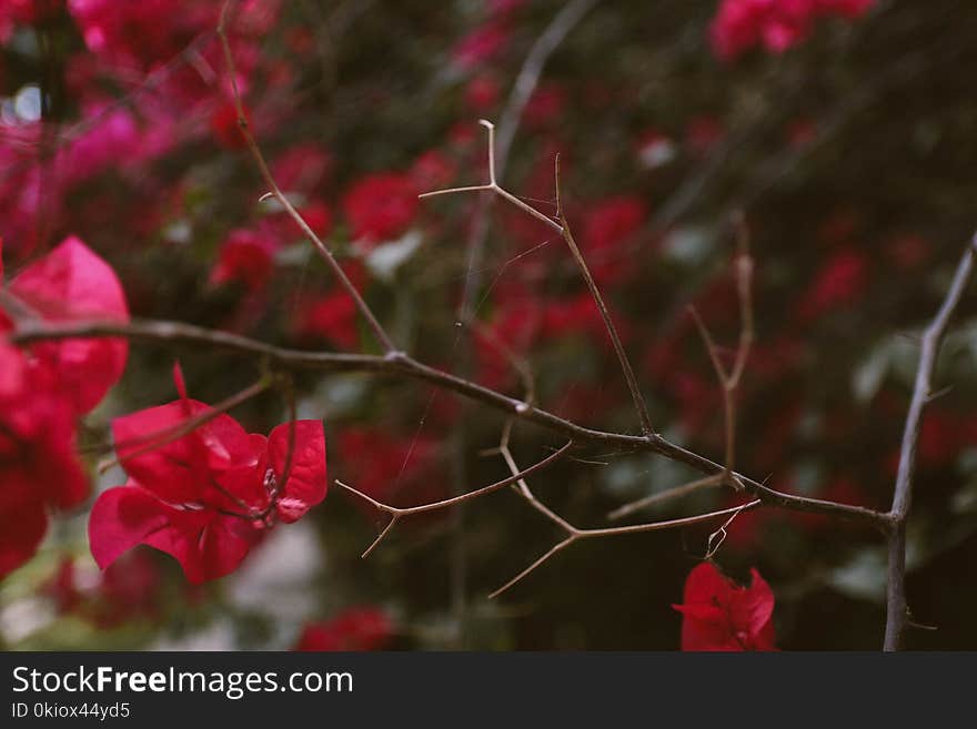 Selective Focus Photo of Red Bougainvillea