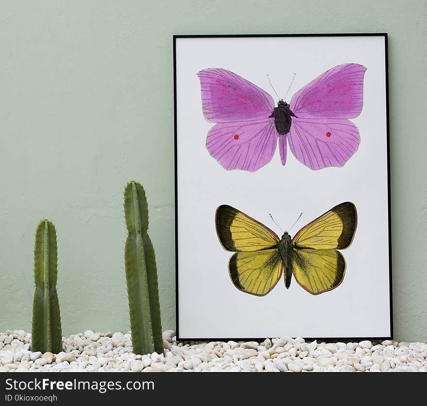 Pink and Yellow Butterflies Painting Beside Two Green Cacti