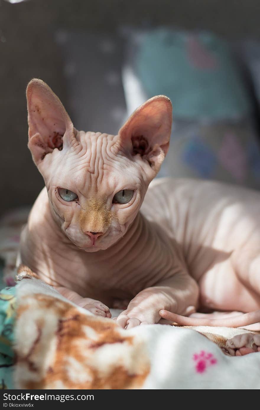 Selective Focus Photography of Sphinx Cat Lying on Bedspread