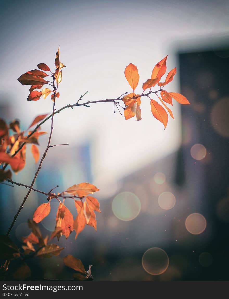 Orange Leaf Tree