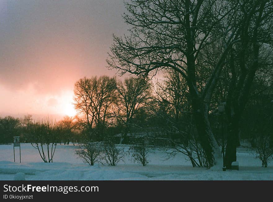 Black Naked Tree on Snow Covered Field