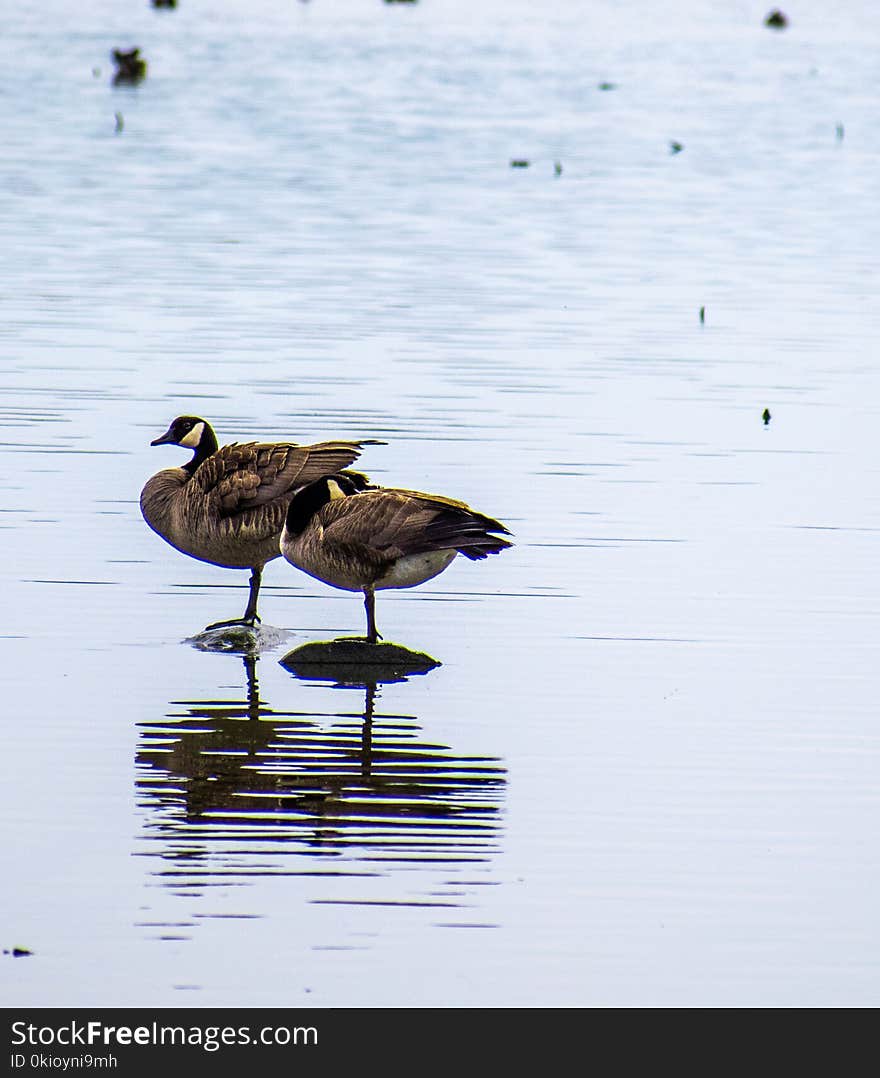 Two Brown Geese on Body of Water