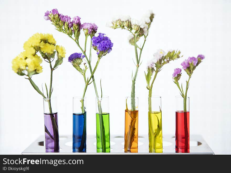 Six Assorted-color Flowers on Floral Vases