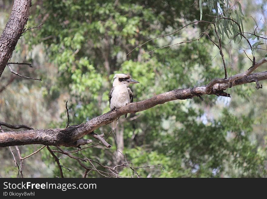 Brown and White Kookaburra Perched on Tree