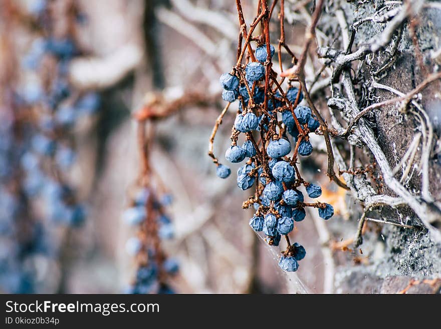 Closeup Photo of Blueberries