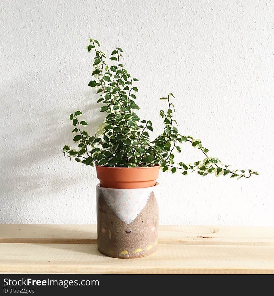 Green Leafy Plant Potted on Clay Pot