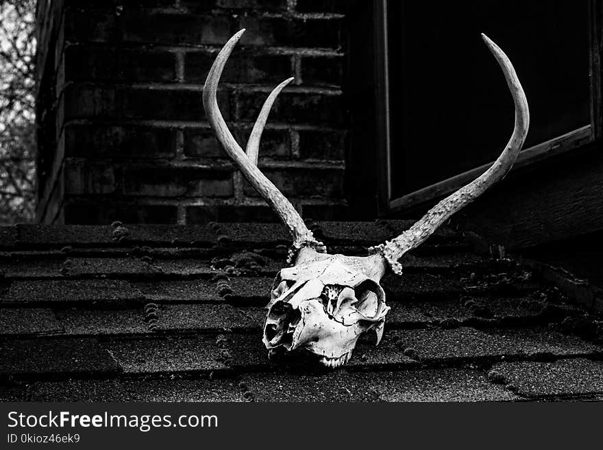 Grayscale Photo of Skull With Antler