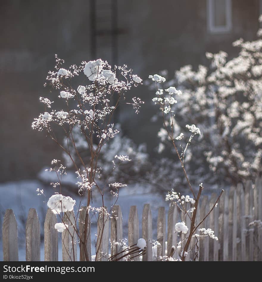 Selective Focus Photo of White Clustered Flowers