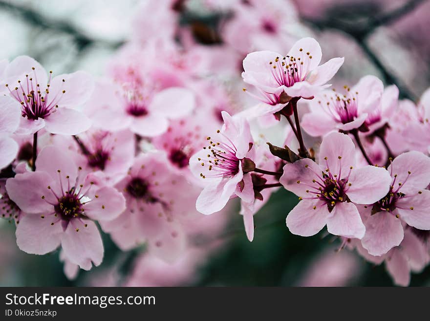 Pink Petaled Flowers Closeup Photo