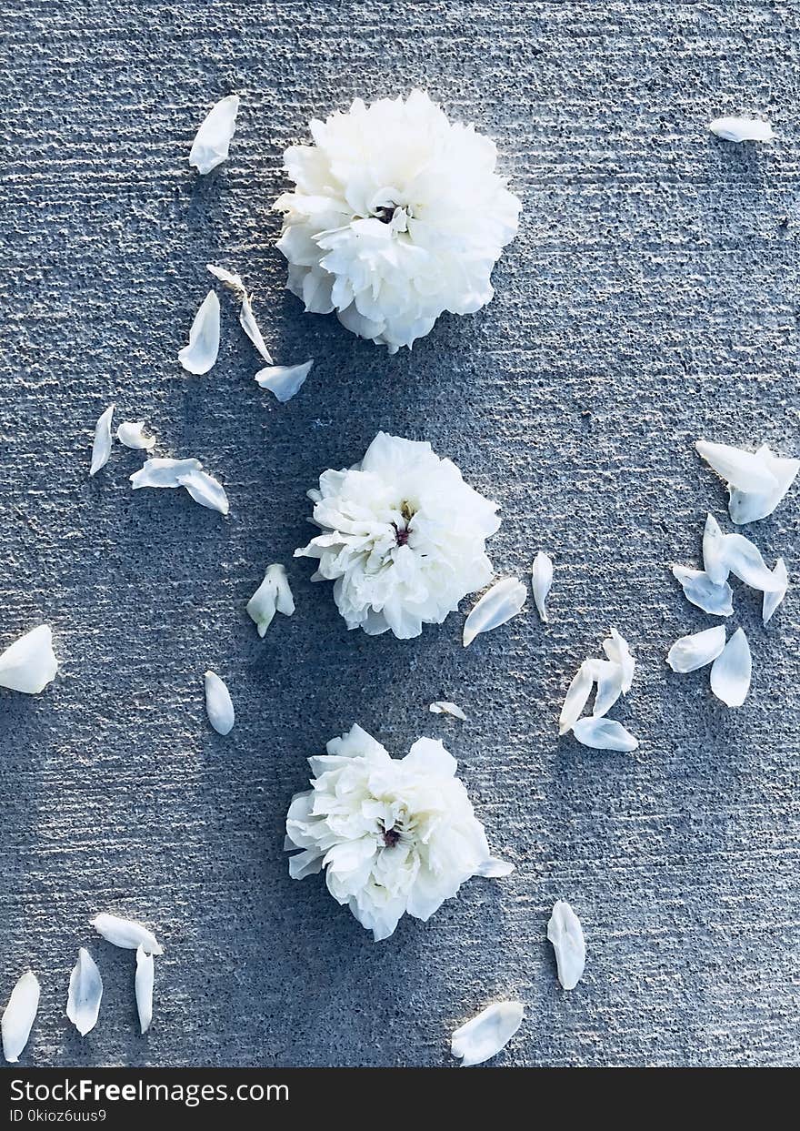 Three White Flowers With Petals