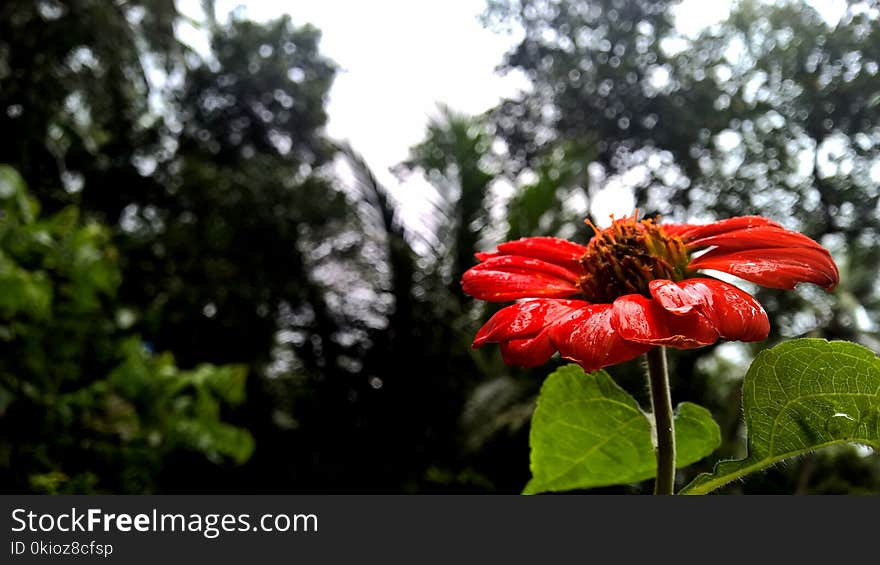 Selective Focus Photography of Red Petaled Flower