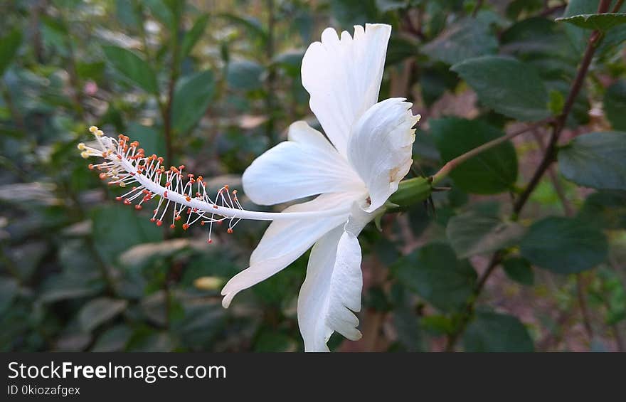 White Hibiscus Flower Blooming at Daytime