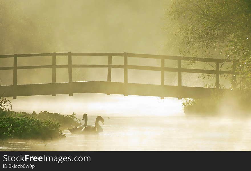 Two Swans on Body of Water