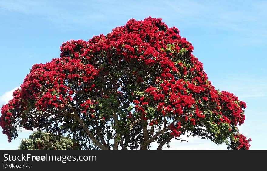 Red and Green Tree Under Blue Sky