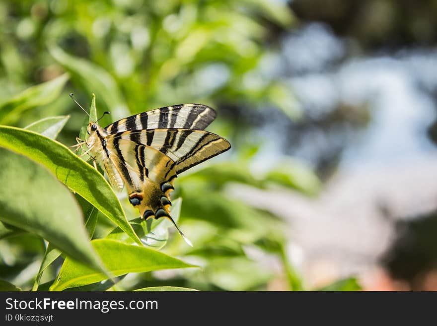 Brown and Black Butterfly in Macro Photography