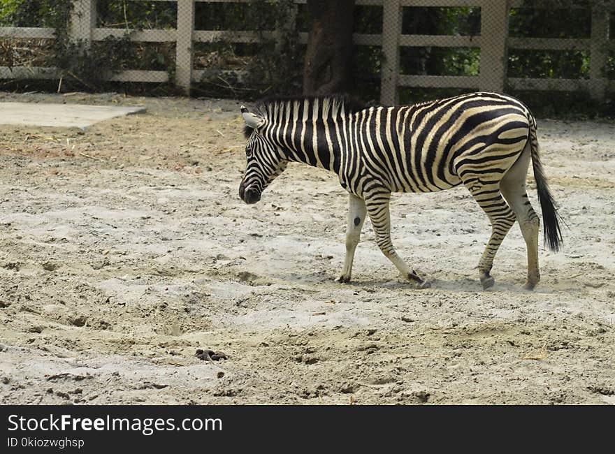 Black and White Zebra