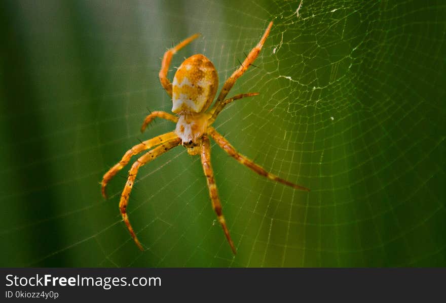 Closeup Photography of Argiope Spider on Web