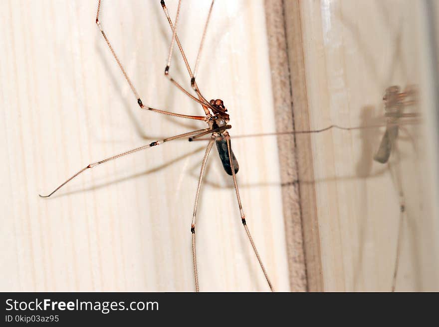 Cellar Spider Close-up Photography