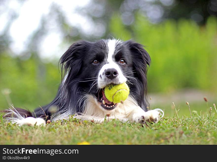 Border collie is playing with tennis ball in grass on the garden in summer spring. The pet is black and white and very cute and beautiful. Border collie is playing with tennis ball in grass on the garden in summer spring. The pet is black and white and very cute and beautiful.