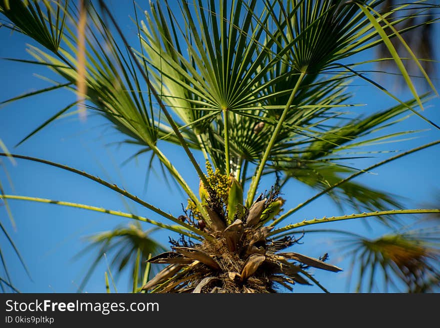 Palm trees in the park, bokeh, green, Adriatic coast, late spring, sunny. Palm trees in the park, bokeh, green, Adriatic coast, late spring, sunny