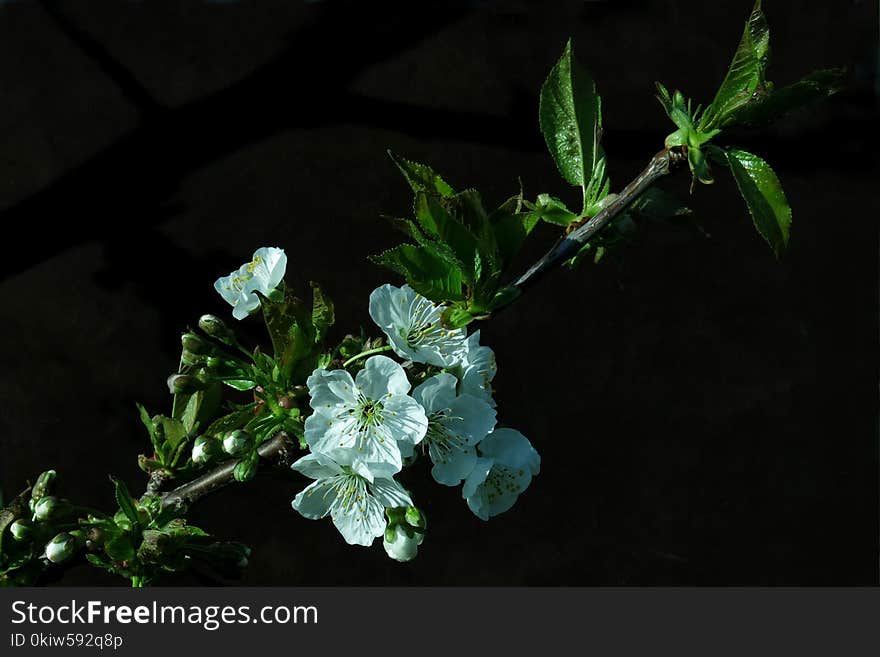 Plant, Leaf, Flora, Branch