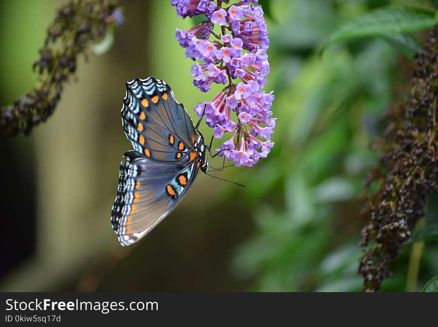 Butterfly, Moths And Butterflies, Insect, Brush Footed Butterfly