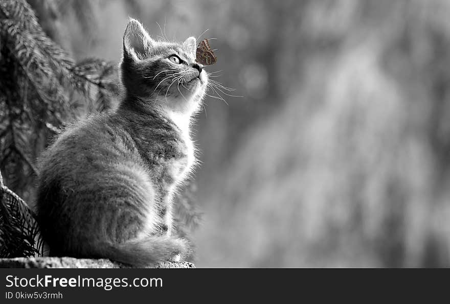 Cat, Black And White, Whiskers, Fauna