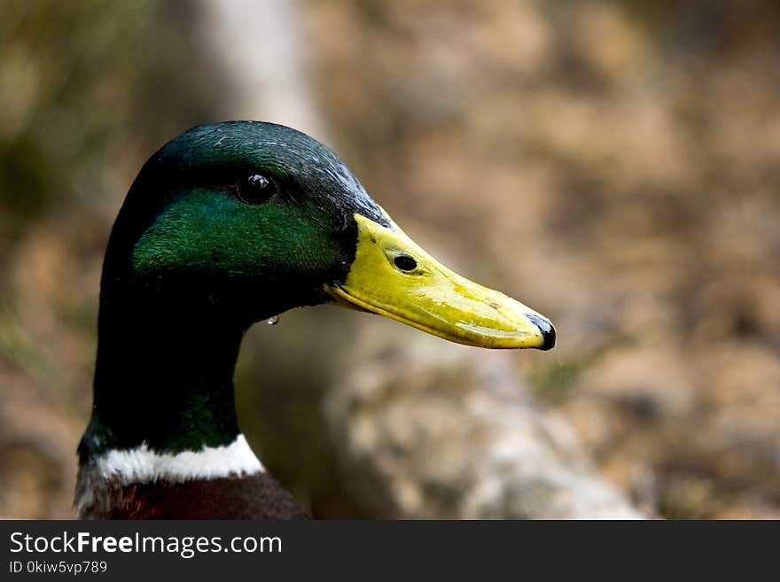 Bird, Duck, Beak, Mallard