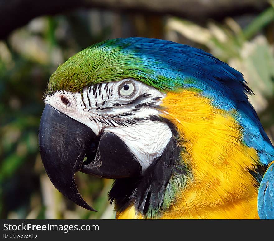 Bird, Beak, Parrot, Macaw